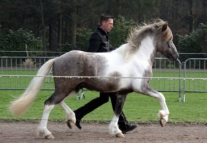 Bjartur HKM2