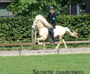 WedstrijdenZuid2015-7